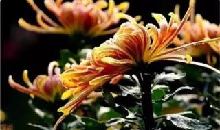 一朵花开百花杀